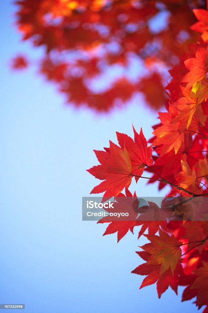 Folhas de outono - Foto de stock de Beleza natural - Natureza royalty-free