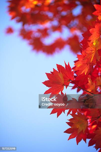 Foto de Folhas De Outono e mais fotos de stock de Beleza natural - Natureza - Beleza natural - Natureza, Cor Vibrante, Céu - Fenômeno natural
