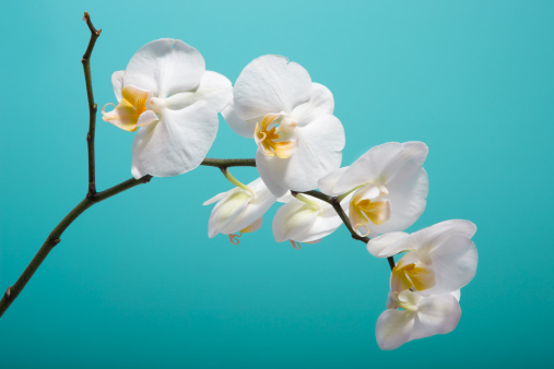 orchid flowers on cyan background
