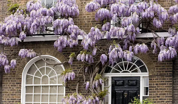 A very old and twisted wisteria climbing up a house wall.