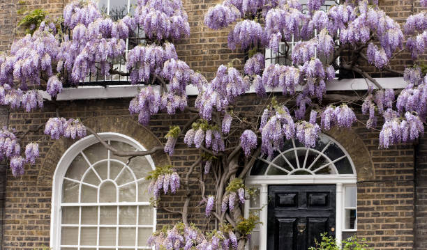 old glicínia - wisteria imagens e fotografias de stock