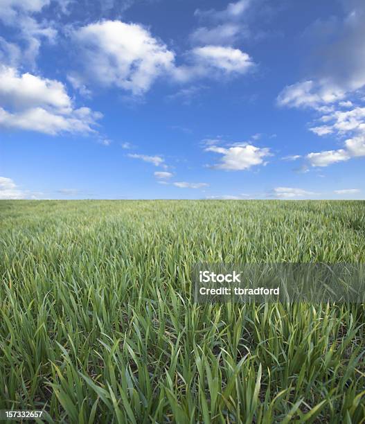 Green Felder Stockfoto und mehr Bilder von Agrarbetrieb - Agrarbetrieb, Blau, Farbbild