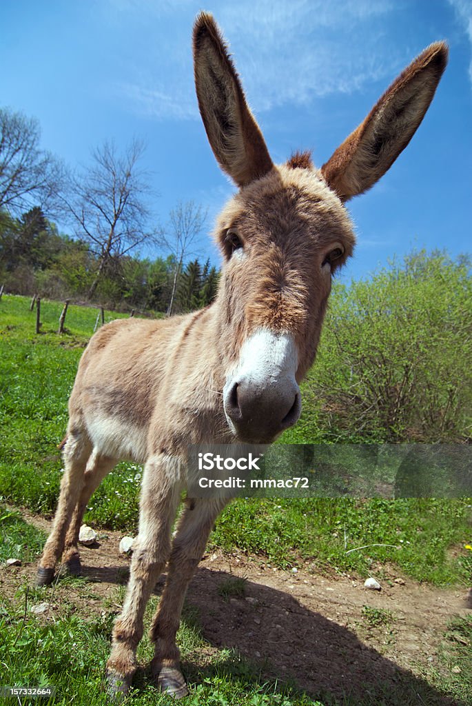 Baudet - Photo de Mule libre de droits