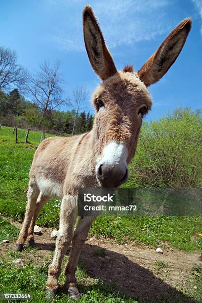 Donkey Stock Photo - Download Image Now - Mule, Humor, Innocence