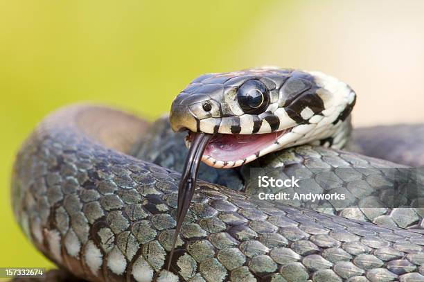 풀뱀 뱀에 대한 스톡 사진 및 기타 이미지 - 뱀, 풀뱀, 입 벌리기