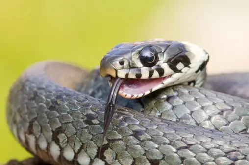 Snake Mouth Pictures | Download Free Images on Unsplash