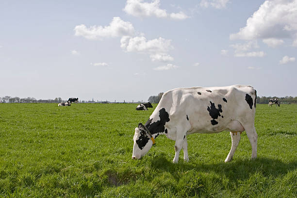 istock Cow eating grass on farm land 157332685