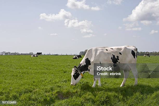 Foto de Vaca Comendo Grama Em Agrícola e mais fotos de stock de Agricultura - Agricultura, Ajardinado, Animal