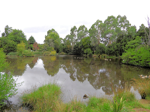 In Gippsland Country The Leongatha Wetlands Walk is a short, yet scenic, walk located on the outskirts of Leongatha.  The walk borders a picturesque lake where geese and ducks are a common feature.