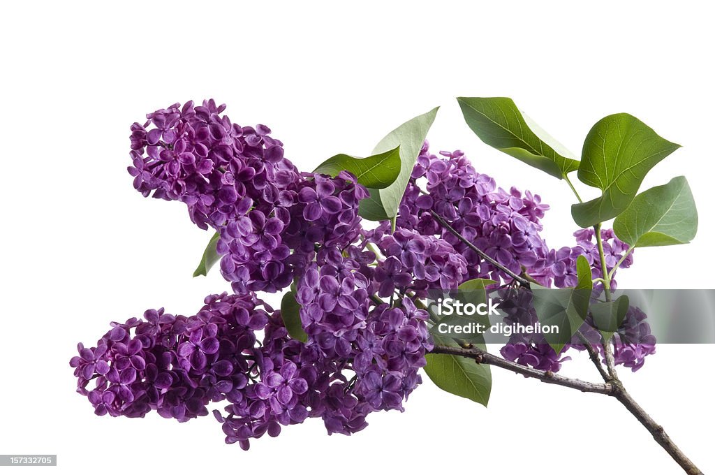 Fleurs Lilas Violet fleur sur un arrière-plan blanc - Photo de Objet ou sujet détouré libre de droits