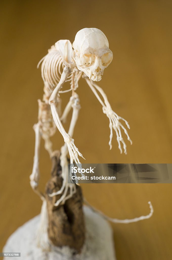 Esqueleto de cabezal de tamarín de algodón - Foto de stock de Mono - Primate libre de derechos