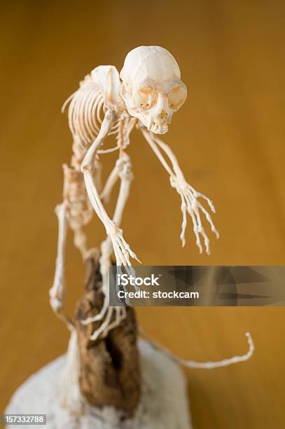 Stary Bawełnyheaded Tamaryna - zdjęcia stockowe i więcej obrazów Małpa - Małpa, Anatomia człowieka, Czaszka zwierzęcia