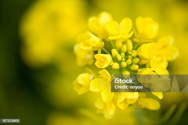 Canola Flower - zdjęcia stockowe i więcej obrazów Canola - Canola, Rzepak, Kwiat - Roślina