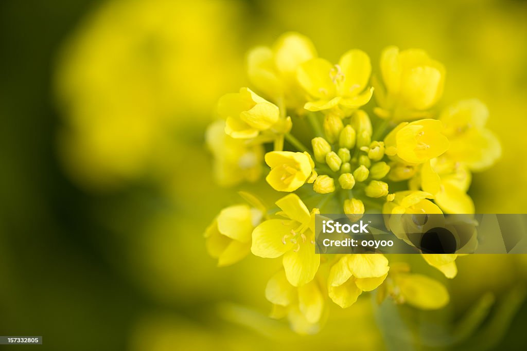 Канолового цветок - Стоковые фото Канола роялти-фри