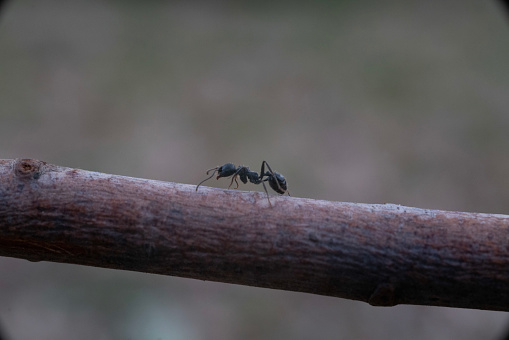 An ant traveling on tree limbs