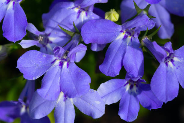 Beautiful bunch of blue lobelias are blooming in the garden in summer. Bright blue Sapphire lobelia flowers growing in the garden in summer sunny day. lobelias stock pictures, royalty-free photos & images
