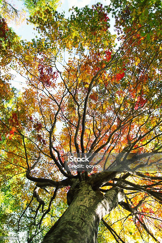 Albero autunno - Foto stock royalty-free di Acero giapponese