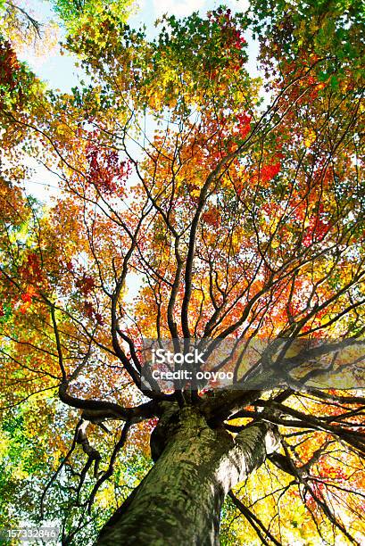 Albero Autunno - Fotografie stock e altre immagini di Acero giapponese - Acero giapponese, Albero, Ambientazione esterna