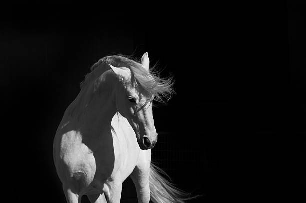 Stallion on Black A high contrast shot of a white Andalusian stallion in the sun against a black background. high contrast stock pictures, royalty-free photos & images