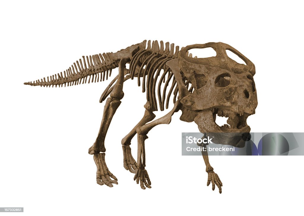 Protoceratops - Foto de stock de Dinossauro royalty-free