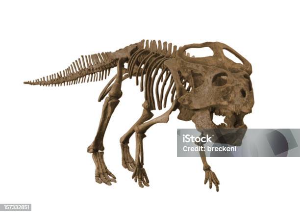 Foto de Protoceratops e mais fotos de stock de Dinossauro - Dinossauro, Fóssil, Esqueleto Animal