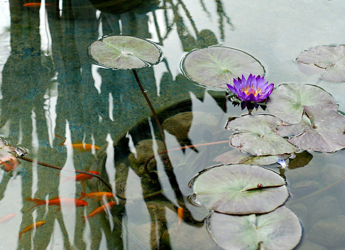 A purple water lily with goldfish and the pattern of a reflection in the water.