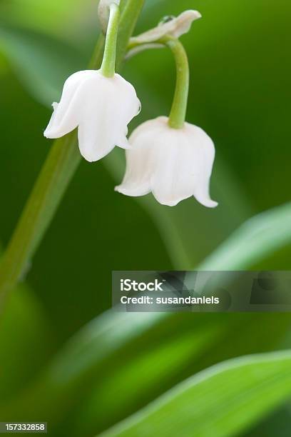 Dos Bells Foto de stock y más banco de imágenes de Belleza de la naturaleza - Belleza de la naturaleza, Blanco - Color, Cabeza de flor