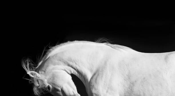 istock White Horse Stallion Andalusian Black 157332860