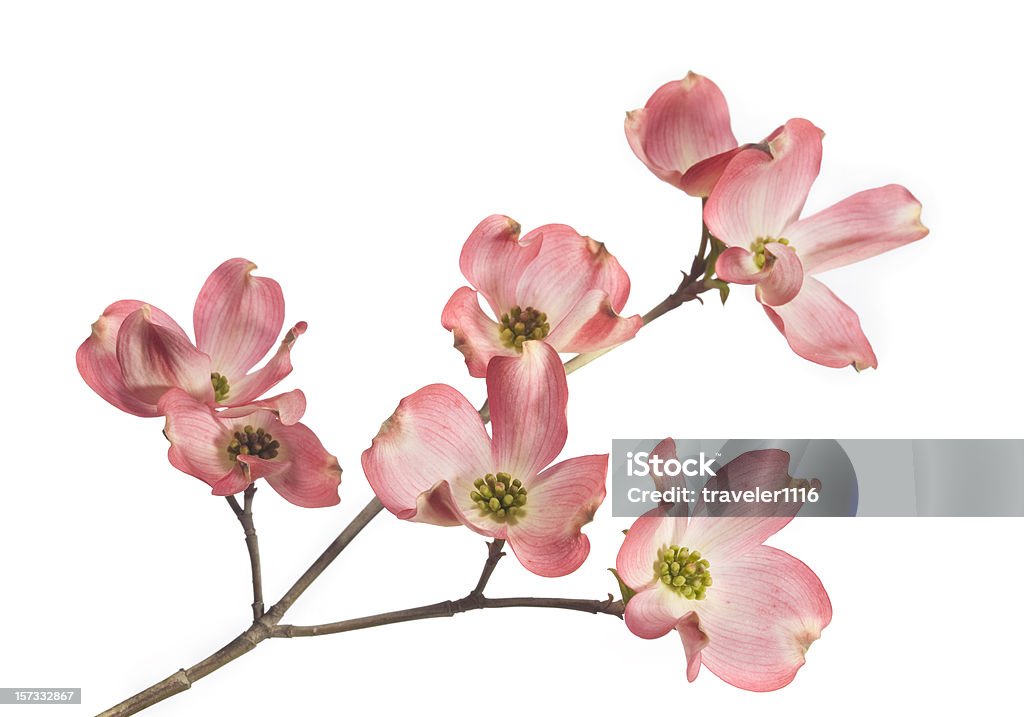 Dogwood Blossom - Zbiór zdjęć royalty-free (Kwiat - Roślina)