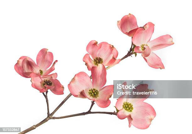 Dogwood Blossom - zdjęcia stockowe i więcej obrazów Kwiat - Roślina - Kwiat - Roślina, Neutralne tło, Wiosna