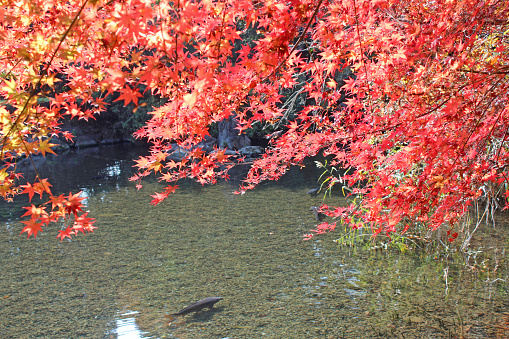 Japanese maple and pond in autumn color