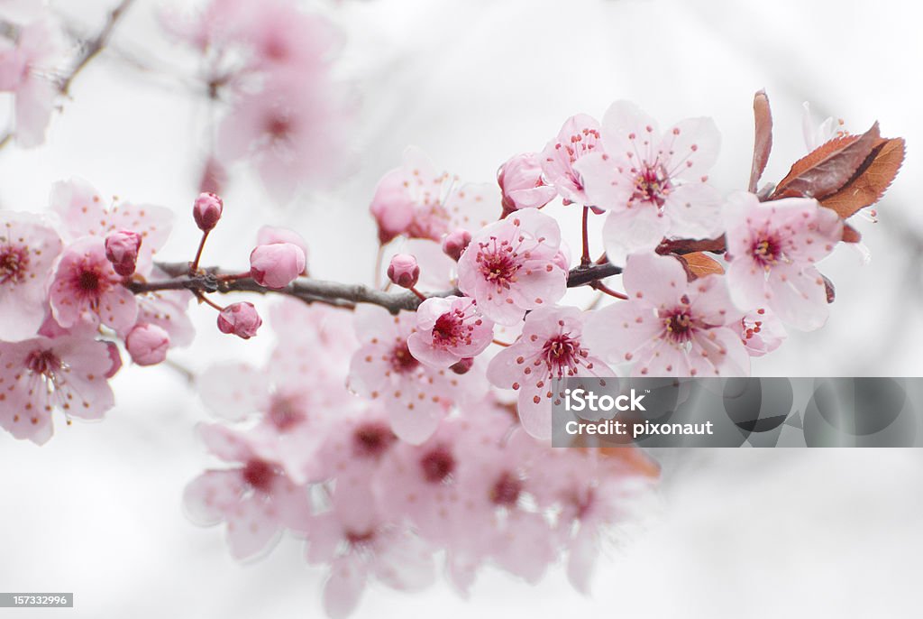 Fiore di ciliegio - Foto stock royalty-free di Bellezza naturale