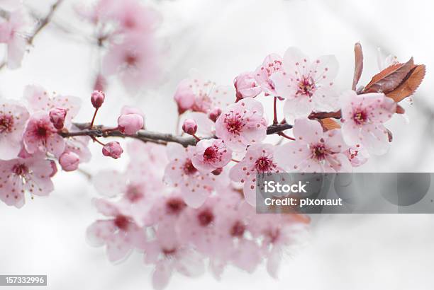 Cherry Blossom Stock Photo - Download Image Now - Beauty In Nature, Beginnings, Blossom