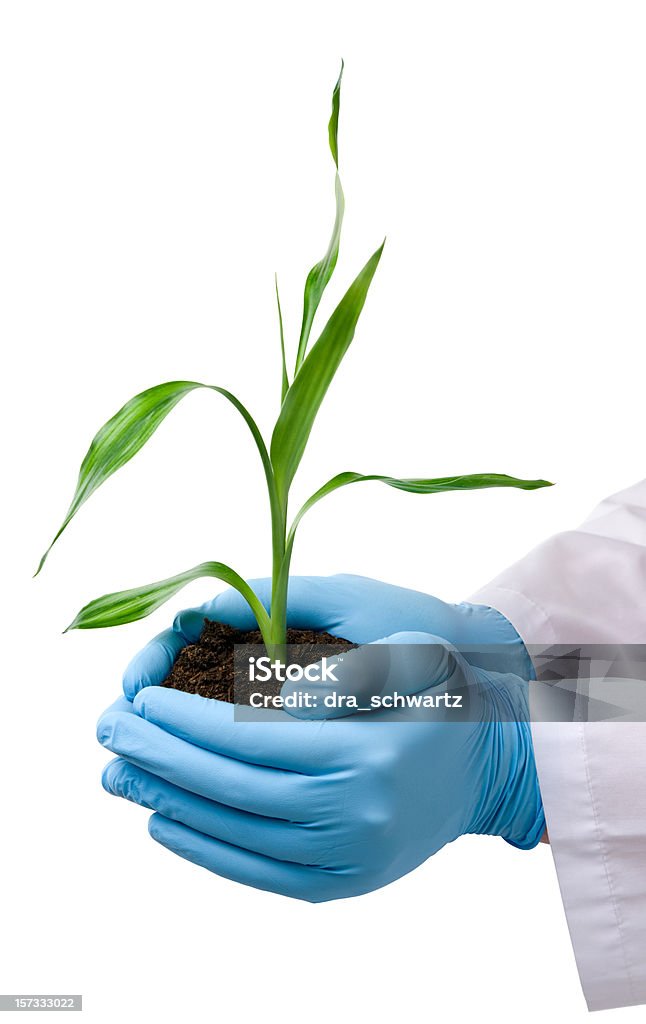 Naukowiec wzrostu roślin - Zbiór zdjęć royalty-free (Badania)