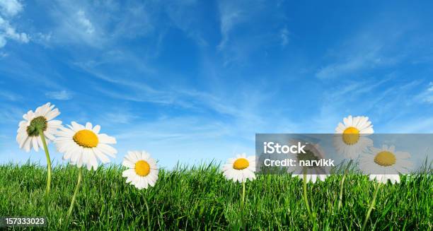 Sommerwiese Stockfoto und mehr Bilder von Baumblüte - Baumblüte, Blume, Blumenbeet