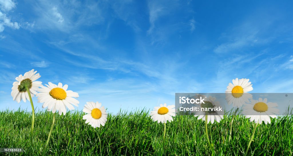 Prairie d'été - Photo de Arbre en fleurs libre de droits