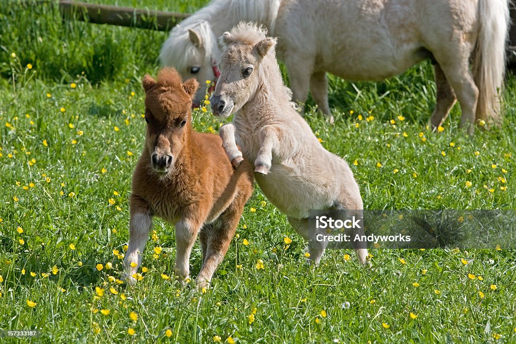 Falabella Fohlen - Lizenzfrei Fohlen Stock-Foto