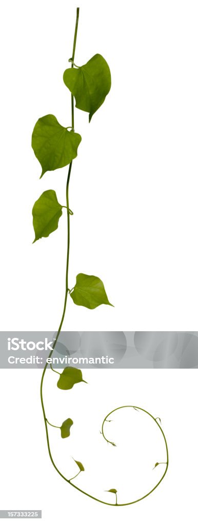 Creeping plant isolated on white, clipping path included. Creeping vine. Great for use as a background or as a border in 4 colour or a single tone. Clipping path included.  Cut Out Stock Photo