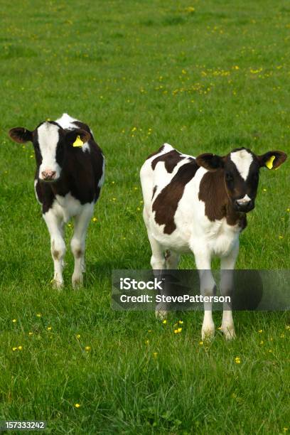 Photo libre de droit de Deux Veaux Dans Un Champ Vert banque d'images et plus d'images libres de droit de Veau - Jeune animal - Veau - Jeune animal, Nouvelle-Zélande, Agriculture