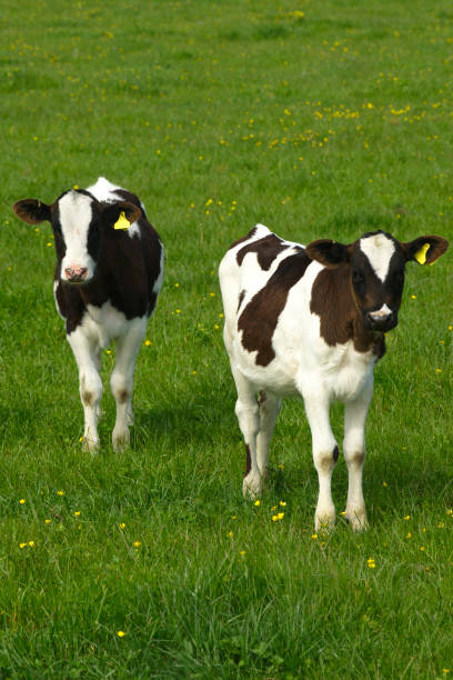 Beautiful calf at a cattle farm laying in the barn with its mother - rural lifestyle concepts