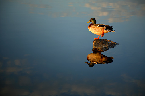 Duck on Stone, late afternoon