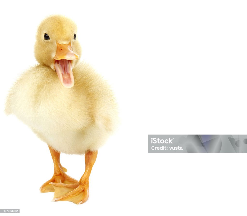 baby quacking little duck  Duckling Stock Photo