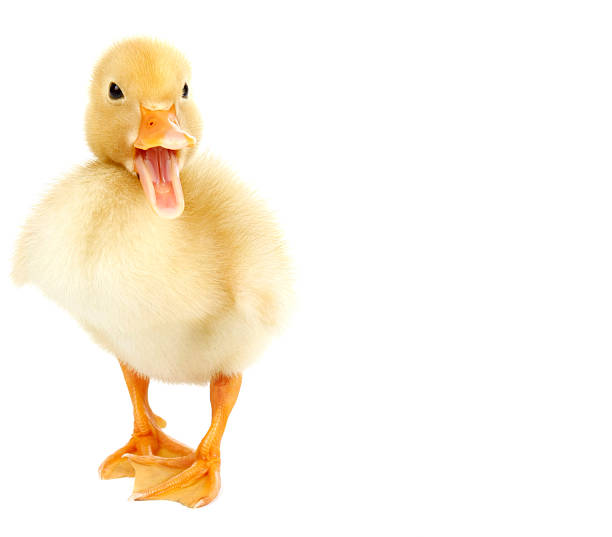 baby quacking little duck  duckling stock pictures, royalty-free photos & images