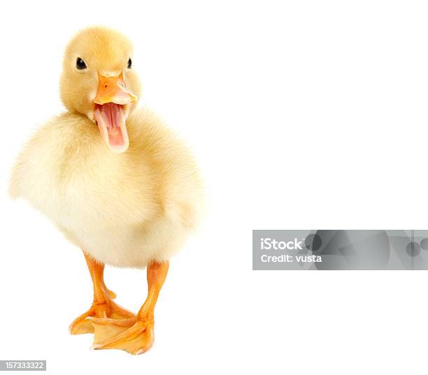 Baby Stock Photo - Download Image Now - Duckling, Cut Out, Duck - Bird