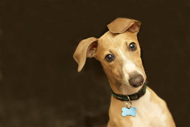 retrato de um greyhound italiano - animal nose - fotografias e filmes do acervo