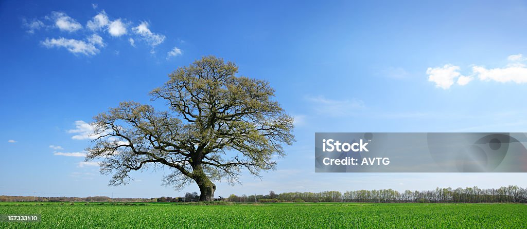oak tree en forma de E - Foto de stock de Aislado libre de derechos