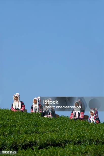 Cinco Akha Té Pickers Foto de stock y más banco de imágenes de Aire libre - Aire libre, Akha, Aldea