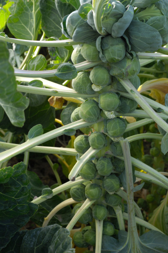 The vegetable brussels sprouts (Brassica oleracea) growing on the stalk of the plant.