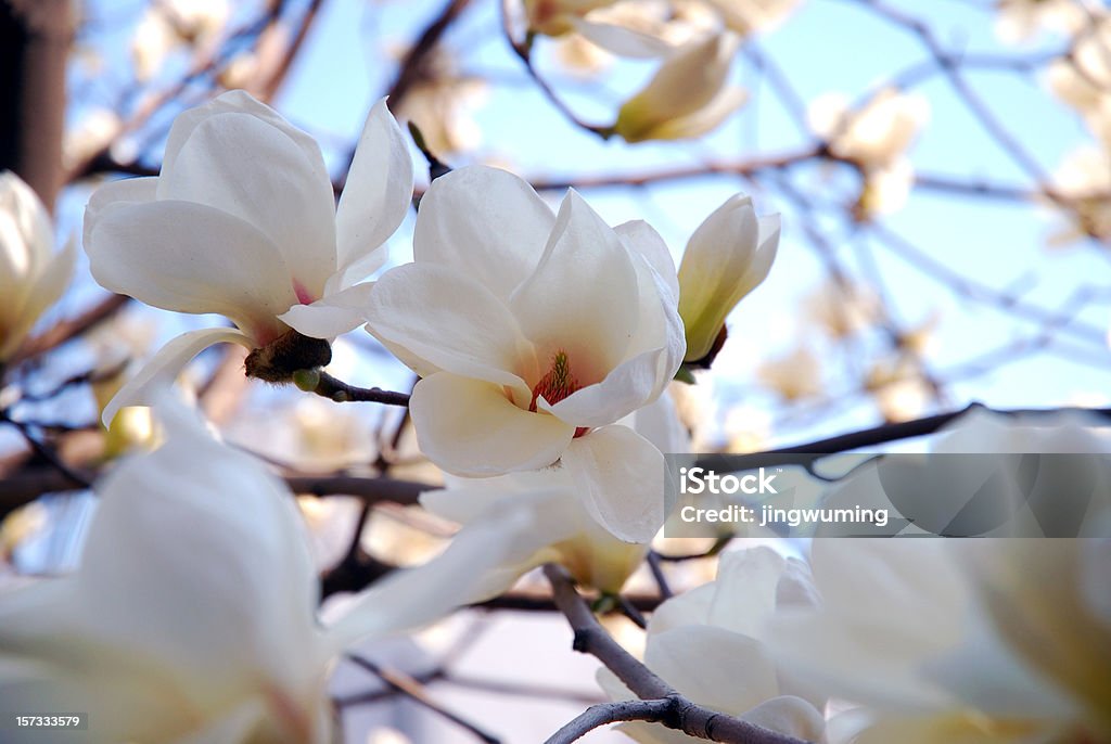 Printemps de Magnolia blanc en Université Qinghua - Photo de Magnolia grandiflora libre de droits