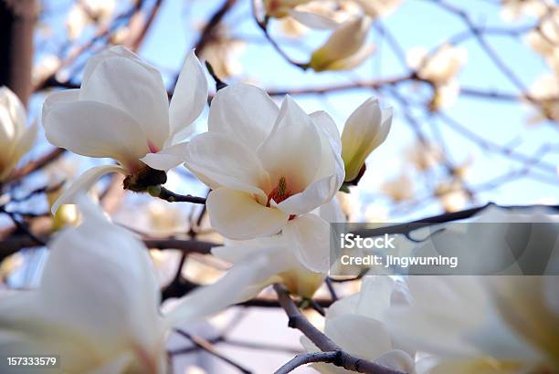 Photo libre de droit de Printemps De Magnolia Blanc En Université Qinghua banque d'images et plus d'images libres de droit de Magnolia grandiflora - Magnolia grandiflora, Magnolia, Chine
